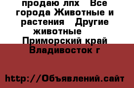 продаю лпх - Все города Животные и растения » Другие животные   . Приморский край,Владивосток г.